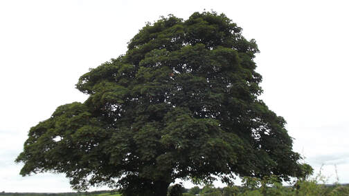 Image Large tree in Jubilee Park