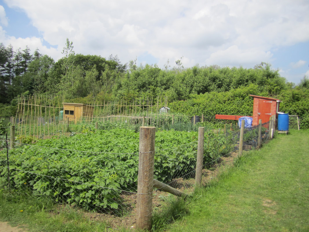 Image Rows of Allotments in East Williamston